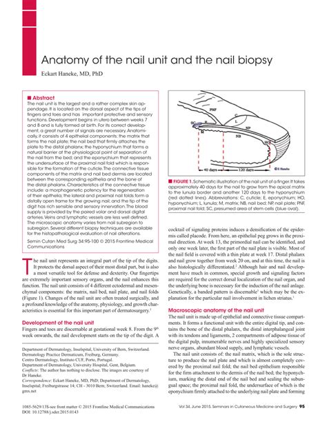 Pdf Anatomy Of The Nail Unit And The Nail Biopsy