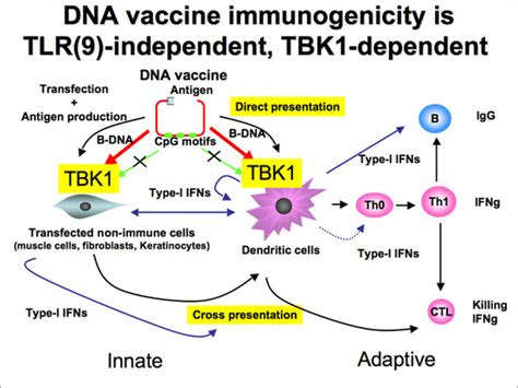 Tank Binding Kinase 1 Delineates Innate And Adaptive Immune Responses