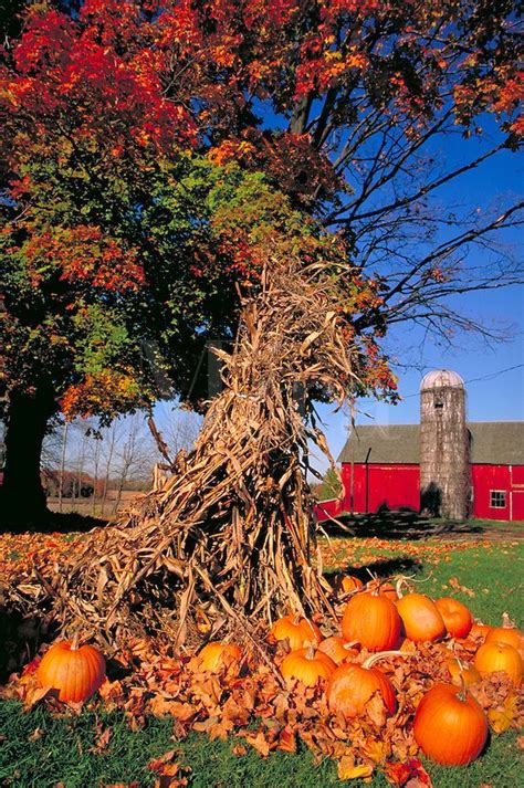 Pumpkins & corn stalks decorate farm in autumn, farms, farming, fall foliage, harvest | Autumn ...