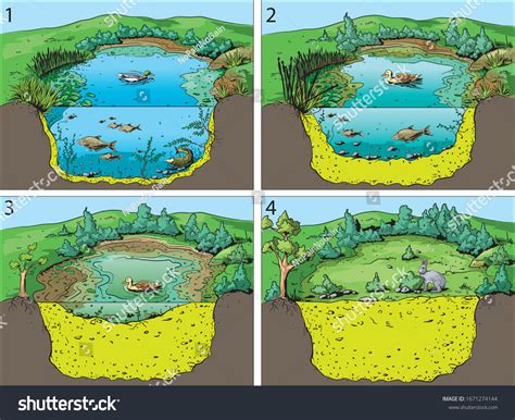 Pond Succession Over 5 Royalty Free Licensable Stock Illustrations