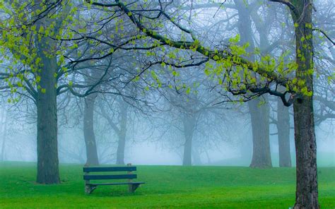 Niebla Y Arboles Del Parque Fondos De Pantalla Hd Wallpapers Hd