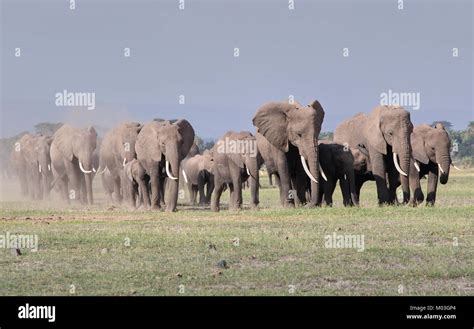 Large Herd Of African Elephants Amboseli Kenya Stock Photo Alamy