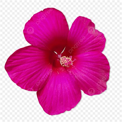 Flor Fucsia Brillante Sobre Un Fondo Transparente Png Dibujos Pétalo