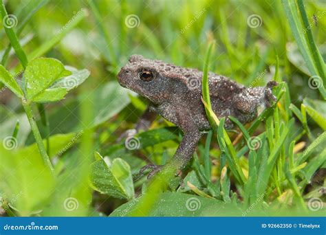 Bufo Comum Do Bufo Do Sapo Foto De Stock Imagem De Borrado