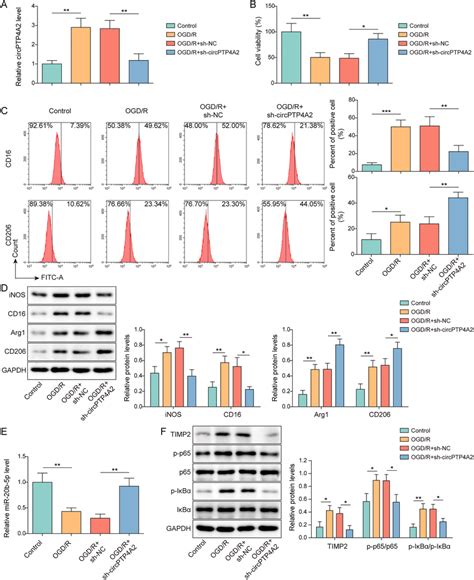 CircPTP4A2 Knockdown Shifted Microglia Polarization Toward M2 Phenotype