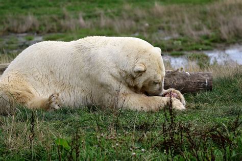 Gratis Afbeeldingen Natuur Sneeuw Koude Winter Wit Dier Beer