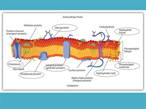 Semipermeable Is Used To Describe The Cell Membrane Because