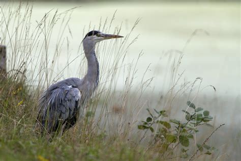 Héron Cendré Héron Cendré Ardea Cinerea Grey Heron Fabrice