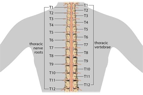 Thoracic Spine Mobility - Eddie O'Grady Physiotherapist