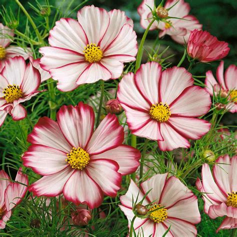 Cosmos Seeds Cosmos Bipinnatus Sensation Picotee Flower Seed