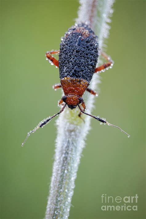 Plant Bug Photograph By Heath Mcdonald Science Photo Library Fine Art