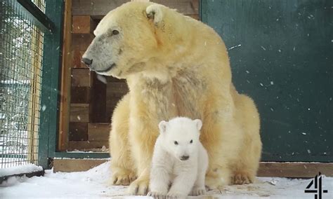 Britains Polar Bear Cub Highland Wildlife Park Keeper Hints The