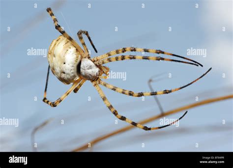 Argiope Lobata Spinne Fotos Und Bildmaterial In Hoher Aufl Sung Alamy