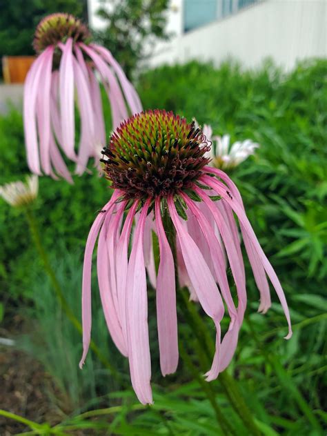 Echinacea Sanguinea Nutt Sanguine Purple Coneflower World Flora