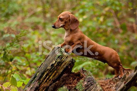 Miniature Dachshund Stock Photo | Royalty-Free | FreeImages