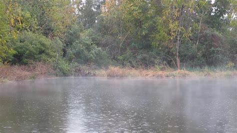 Sound Of Rain By A Foggy Pond For Relaxing And Sleeping Asmr 1 Hour