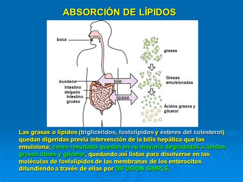 Absorción De Los ácidos Grasos Lýsi Costa Rica