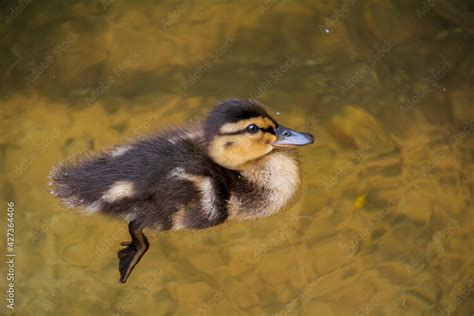 baby duck swim in the green water Stock Photo | Adobe Stock