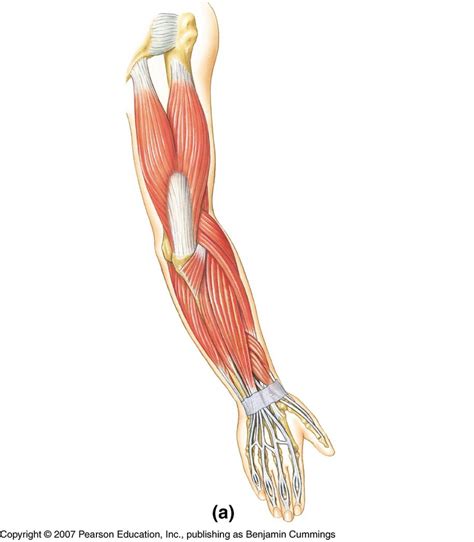 Posterior arm muscles #1 Diagram | Quizlet