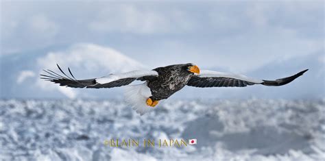 Hokkaido Birds Of Prey Hokkaido Photography Tour Blain Harasymiw