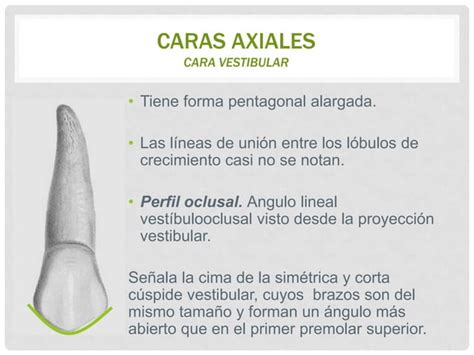 Segundo Premolar Superior Ppt