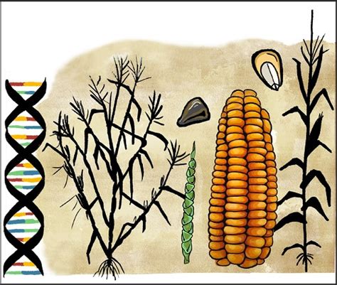 《自然—遗传》：玉米和玉米父辈如何适应性进化—新闻—科学网