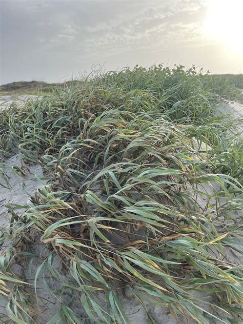 Indian River Lagoon Species Inventory Image Details 13597