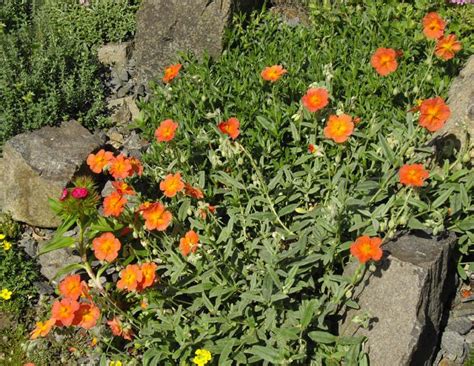 Photo Of Rock Rose Helianthemum Nummularium Fire Dragon Uploaded By