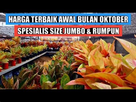 Harga Terbaik Awal Bulan Aglaonema Spesialis Size Jumbo Rumpun YouTube