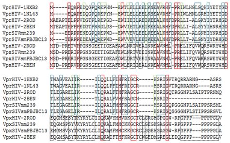 Amino Acid Sequence Alignment Of Vpr And Vpx Proteins From Human