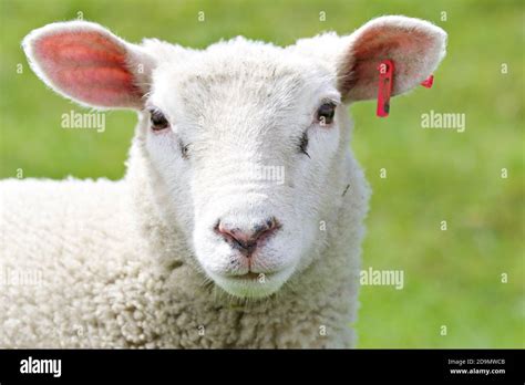 Sheep Looking At Camera Stock Photo Alamy