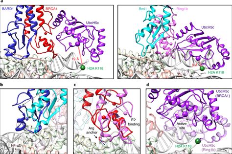 Comparison To The Ring1b UbcH5c Bmi1 Nucleosome Complex A Close Up