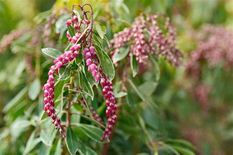 How To Grow And Care For Japanese Andromeda