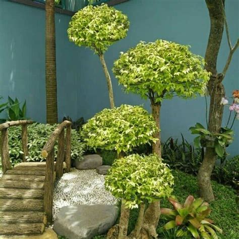 Jual Tanaman Bonsai Anting Putri Tinggi 80 1meter Pohon Anting Putri