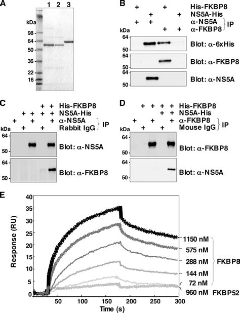 A Single Amino Acid Mutation In Hepatitis C Virus Ns A Disrupting Fkbp