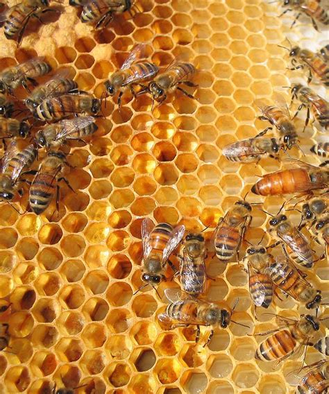 Beginner beekeeping is the new craze among gardeners | Gardeningetc