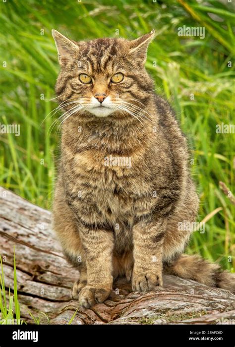 Wild Cat Sitting On Log Portrait Format Stock Photo Alamy