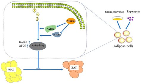 Ijms Free Full Text Mark4 Inhibited The Browning Of White Adipose