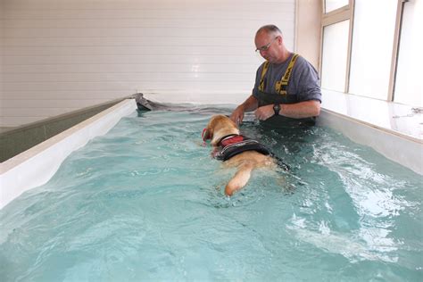 Canine Hydrotherapy - Sophie's Groom Room and Hydrotherapy Centre