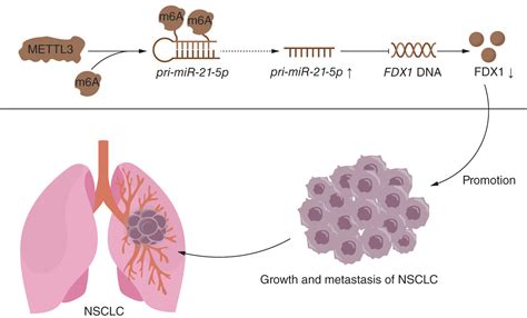 Mettl Promotes Non Small Cell Lung Cancer Growth And Metastasis By