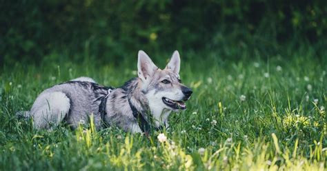 Chien loup de Saarloos origine taille et caractère