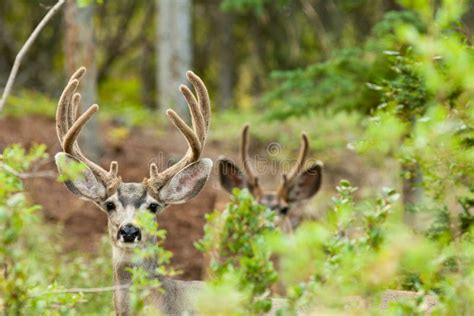 Two Mule Deer Bucks With Velvet Antlers Stock Image Image Of Buck