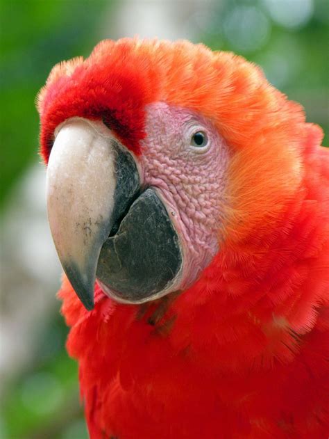 Honduras-0515 - Macaw | Honduras travel, Honduras, Copan