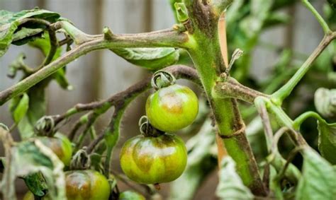 Aprende A Detectar Y Prevenir Enfermedades Por Hongos En Tus Tomates