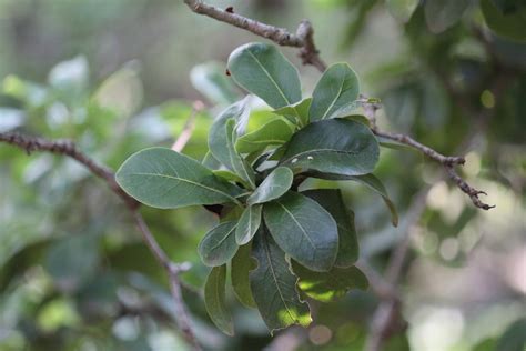 Cape Cheesewood From Fochville South Africa On January By Kyle