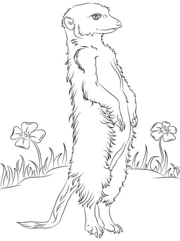 Coloriage Suricate Et Fleurs Coloriages Imprimer Gratuits