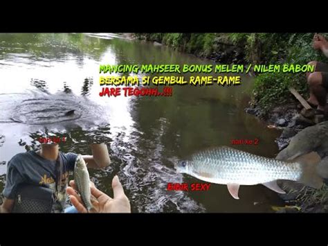 MANCING MAHSEER BONUS MELEM NILEM BABON YouTube