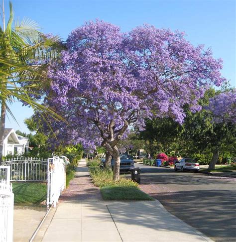 Jacarandá Azul Mimoso Mimosifolia 100 Sementes Frescas PLANTAMUNDO