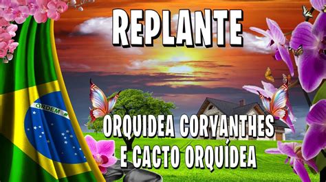 Como Replantar Uma Orquidea Coryanthes YouTube