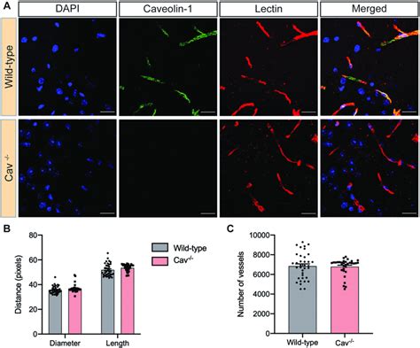 Cerebral Vasculature Of Caveolin Knockout And Wild Type Mice A The